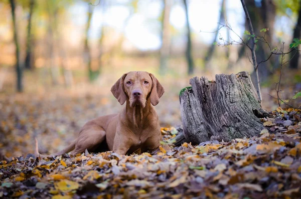 Húngaro perro puntero de sabueso en forrest al aire libre en otoño — Foto de Stock