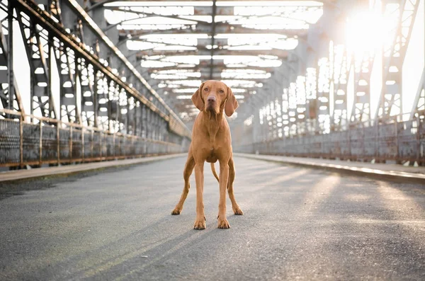 Retrato de cão hungarian hound pointer vizsla no outono tempo — Fotografia de Stock