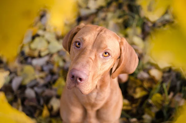 Portret van Hongaarse hound aanwijzer vizsla hond herfst tijdig — Stockfoto