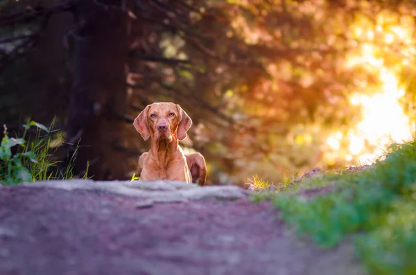 Cute hungarian hound puntero vizsla doh en la mañana sol de verano en el camino — Foto de Stock