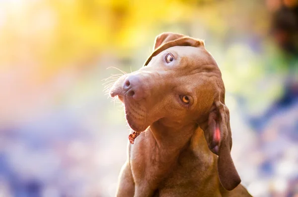 Retrato de perro cazador de perros húngaro puntero vizsla en el sol de primavera de la mañana — Foto de Stock