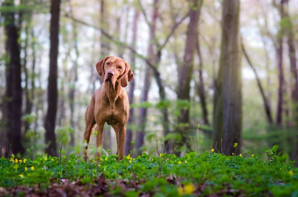 Perro húngaro puntero vizsla en otoño tiempo en el bosque — Foto de Stock