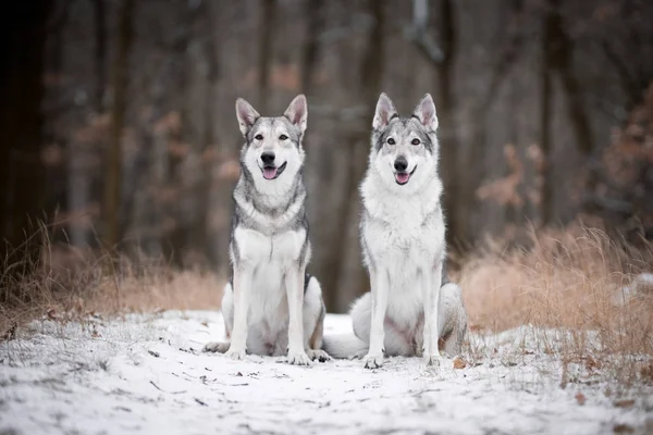Loups dans la forêt en hiver — Photo