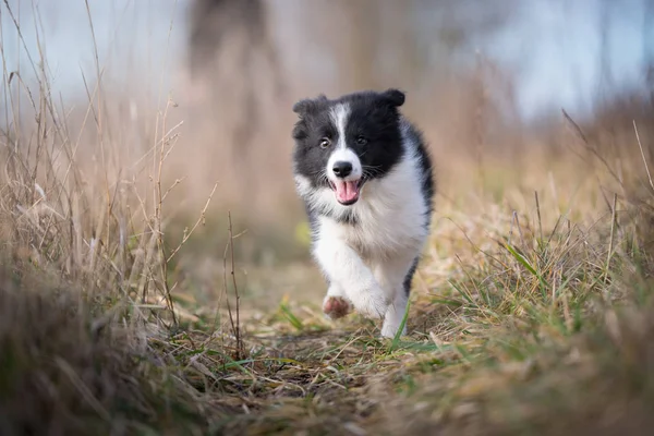 Running border collie cachorro en invierno —  Fotos de Stock