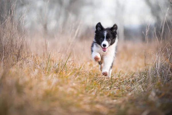 Correndo fronteira filhote de cachorro collie no tempo de inverno — Fotografia de Stock