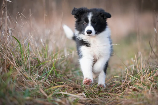 Correre confine collie cucciolo in inverno — Foto Stock