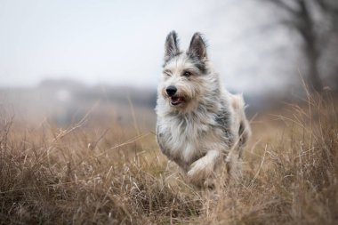 Berger picard köpek kış alanı