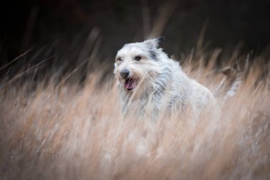 Berger picard köpek kış alanı