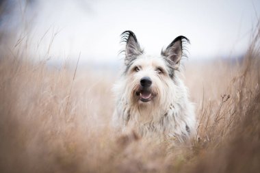 Berger picard köpek kış alanı