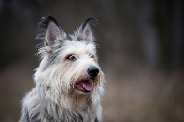 Berger picard köpek kış alanı