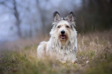 Berger picard köpek kış alanı