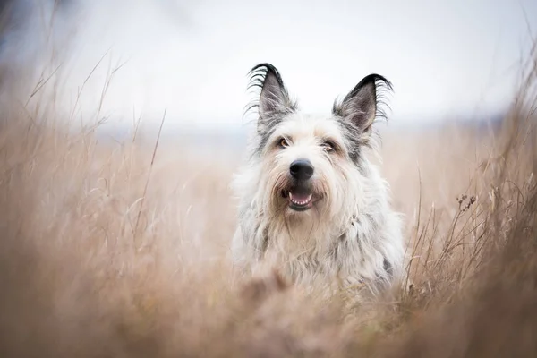 Berger picard köpek kış alanı — Stok fotoğraf