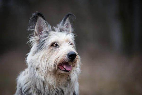 Berger picard hond in het veld winter — Stockfoto