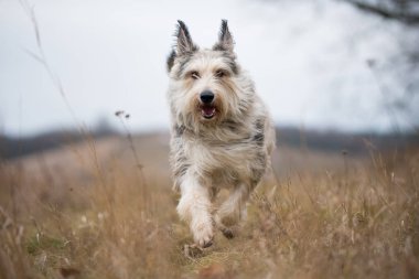Berger picard köpek kış alanı