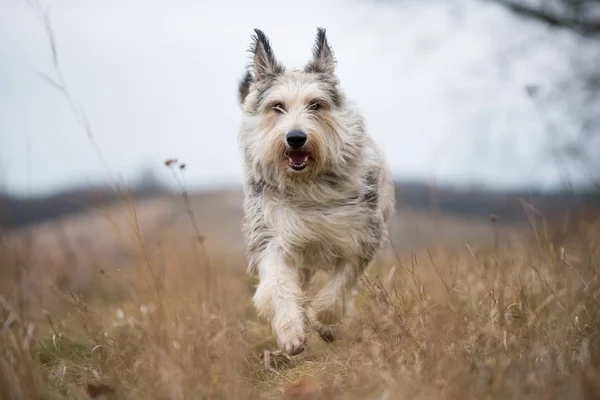 Berger picard köpek kış alanı — Stok fotoğraf