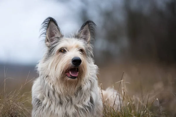 Berger picard hond in het veld winter — Stockfoto