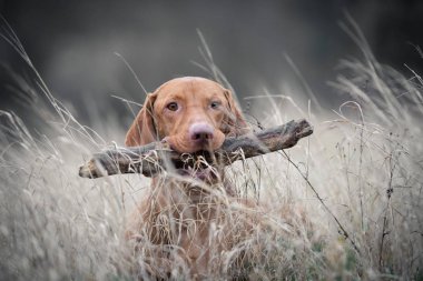 Şube içinde onun ağız ile Macar tazı vizsla