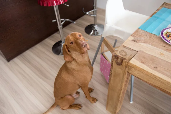 Благаючи собаку на кухні — стокове фото