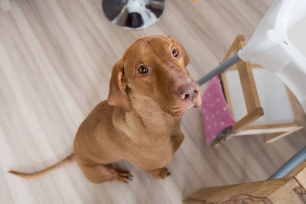 Begging dog in kitchen — Stock Photo, Image