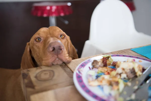 Begging dog in kitchen — Stock Photo, Image