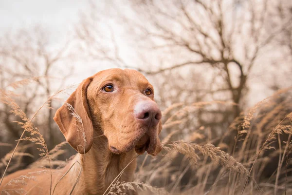 Cabeza de perro puntero húngaro en campo de invierno — Foto de Stock