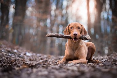 Macar vizsla işaretçi köpek akşam sunset portresi