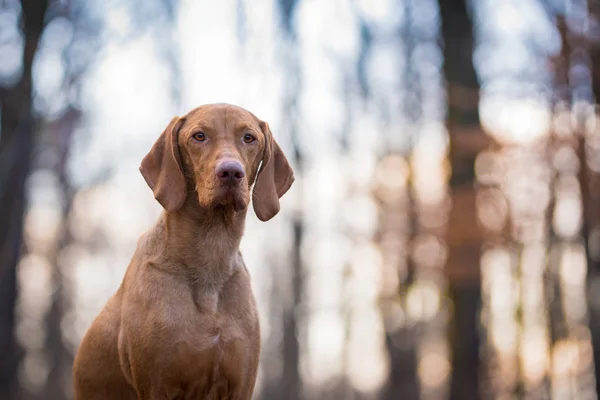 Magyar vizsla mutató kutya esténként naplementében portréja — Stock Fotó