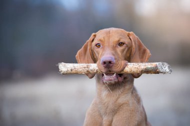 Macar vizsla işaretçi köpek akşam sunset portresi