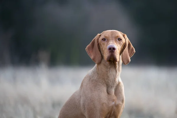 Retrato de perro puntero vizsla húngaro en el atardecer — Foto de Stock