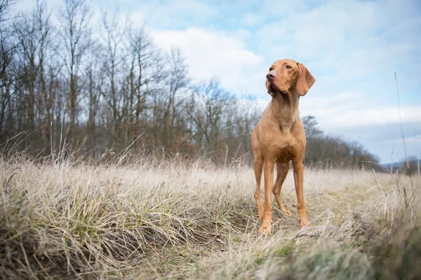 Húngaro cão ponteiro no campo de inverno — Fotografia de Stock