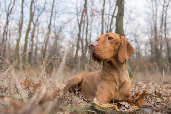 La colocación de perro puntero húngaro en el campo de invierno —  Fotos de Stock