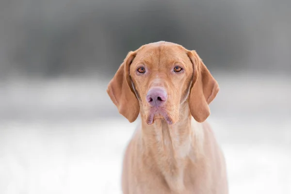Perro sabueso húngaro en invierno congelado —  Fotos de Stock
