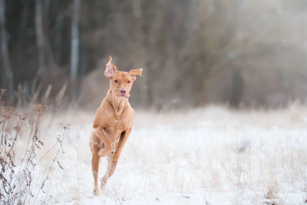 Vizsla Hund springt wie ein Känguru — Stockfoto