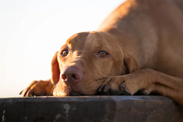 Fastställa ungerska hundvalp (sittande) hund på trästol våren — Stockfoto