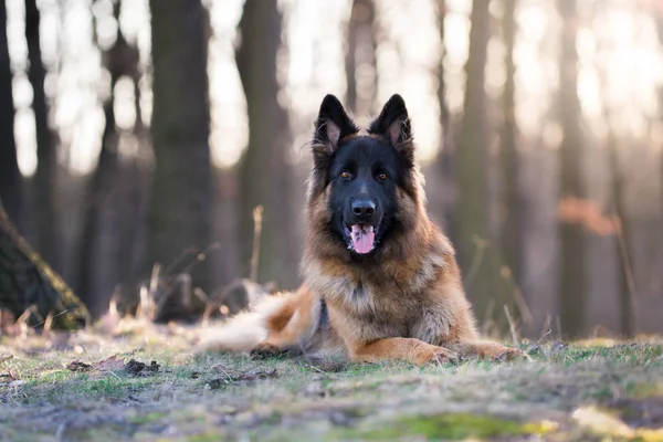 Retrato de cão pastor alemão no sol da manhã de primavera — Fotografia de Stock