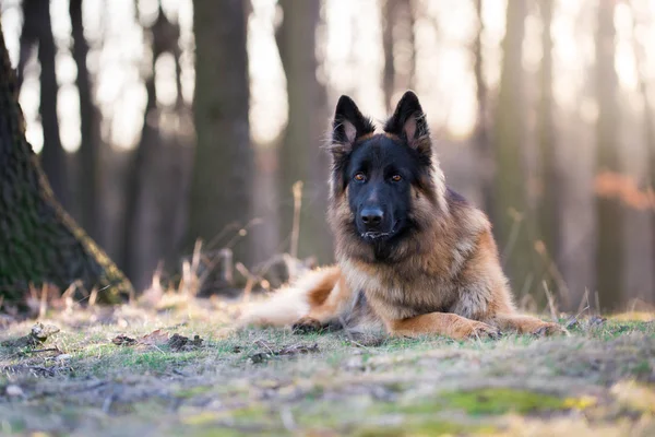 Portretul câinelui ciobănesc german în soarele dimineții de primăvară — Fotografie, imagine de stoc