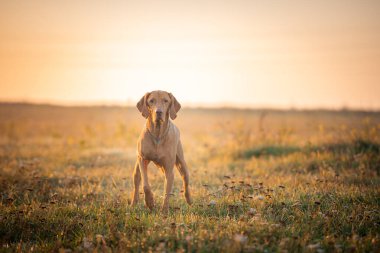 Macar işaretçi vizsla tazı Sonbahar zaman alanında