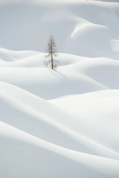 Nieve, paisaje montañoso invernal, árbol solo —  Fotos de Stock