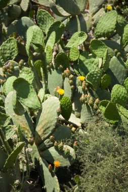 Kaktüs kaplı hillside, sarı çiçekler, Kuru toprak, açık havada