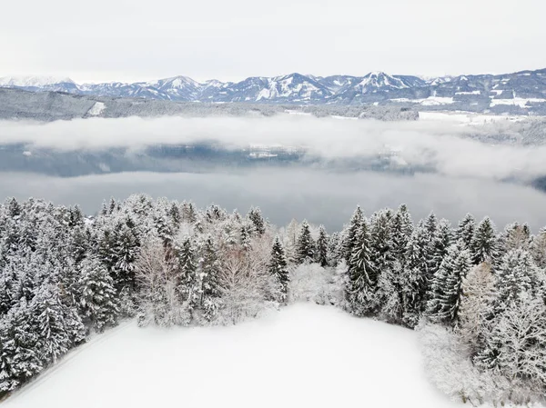 冬の風景 雪カバー 松の木 高山暗 — ストック写真