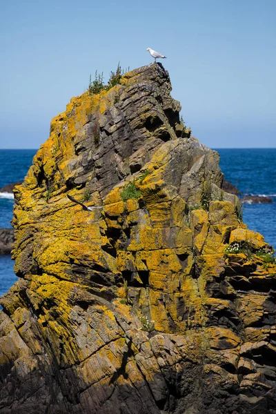 Gaviota Encuentra Parte Superior Pedazo Roca Salvaje Colorido Agrietado Junto —  Fotos de Stock