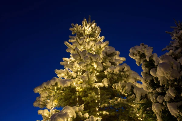Pokryta Śniegiem Sosna Świecącą Dekoracją Świąteczną Zewnątrz Godzinie Niebieskiej Wieczorem — Zdjęcie stockowe