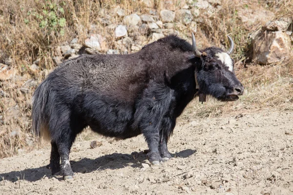 关闭了在尼泊尔喜马拉雅山中的野牦牛 — 图库照片