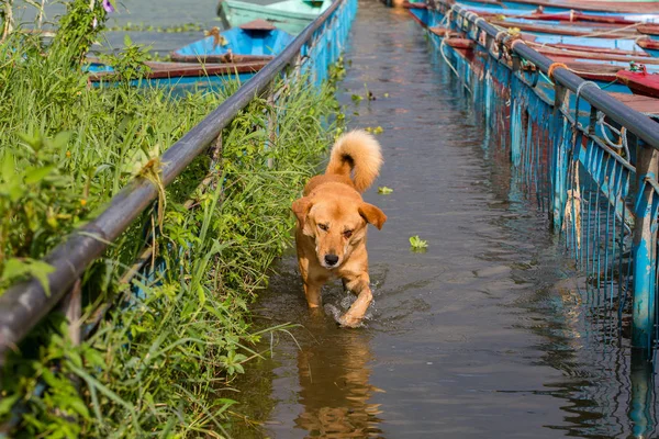 Sokak köpeği Pokhara, Nepal sular altında kaldırımda suda çalışan — Stok fotoğraf