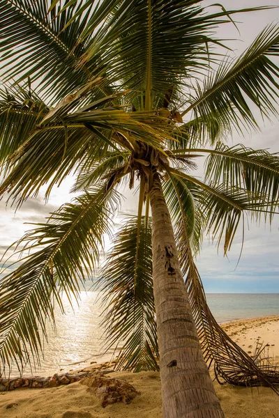 Kokosnoten palmboom op het zandstrand in de zonsondergang, close-up — Stockfoto