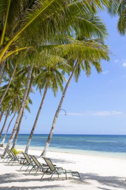 Su güzel tropikal plaj, palmiye ağacı ve deniz