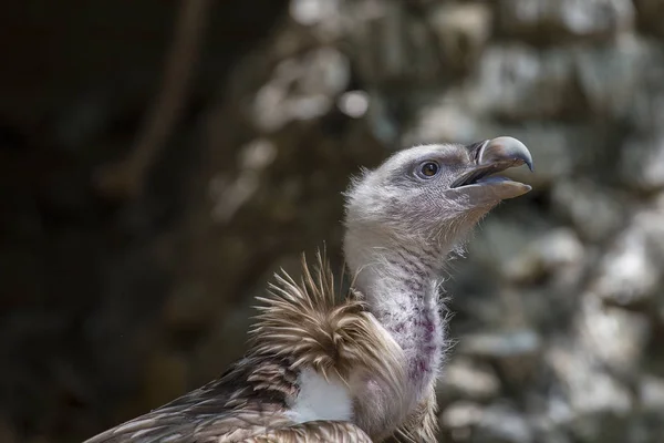 Retrato de águila calva americana — Foto de Stock