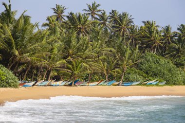Hindistan cevizi palmiye ağaçları ve kum plajı üzerinde ahşap tekneler