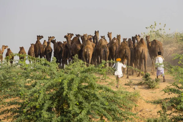 Indische Männer und Herdenkamele nahmen an der jährlichen Pushkar-Mela teil. Indien — Stockfoto