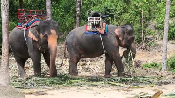 Elefante para el paseo turístico en el campamento de elefantes en la isla Koh Phangan Tailandia. Elefante comiendo hojas de palma en la selva — Vídeo de stock